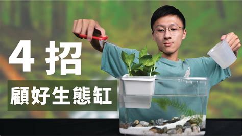 生態缸原理|水乾淨居然靠細菌！？生態缸原理大解析！｜YSD生態 